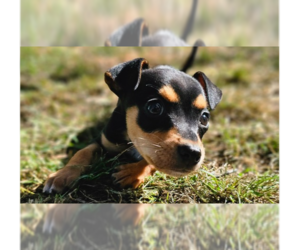 Rat-a-pap Dogs for adoption in Springdale, PA, USA