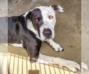 American Pit Bull Terrier-Unknown Mix Dogs for adoption in Seattle, WA, USA