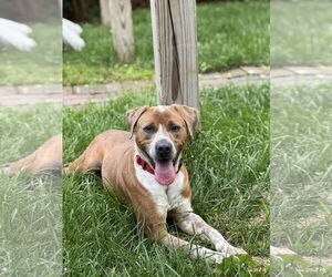 Pointer-Unknown Mix Dogs for adoption in Westwood, NJ, USA