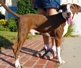 Lab-Pointer Dogs for adoption in Bell Gardens, CA, USA