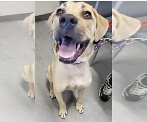 Mutt Dogs for adoption in Stroudsburg, PA, USA