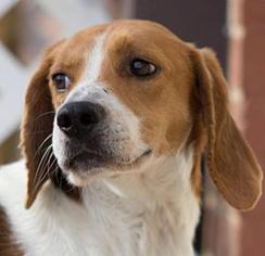 Treeing Walker Coonhound Dogs for adoption in Thomasville, NC, USA