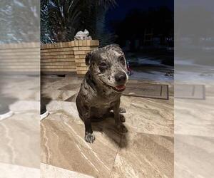 Mutt Dogs for adoption in San Antonio, TX, USA
