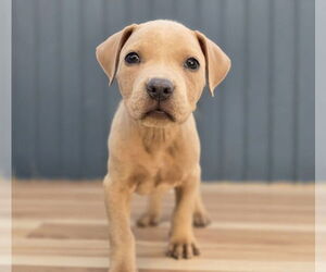 Labrador Retriever-Staffordshire Bull Terrier Mix Dogs for adoption in Lakewood, CO, USA
