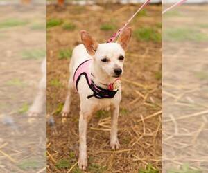 Chihuahua-Unknown Mix Dogs for adoption in Princeton, MN, USA
