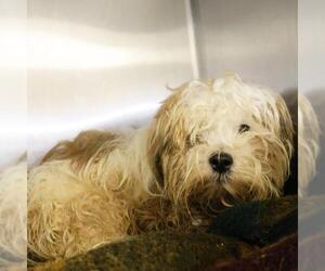 Shih Tzu-Unknown Mix Dogs for adoption in San Antonio, TX, USA