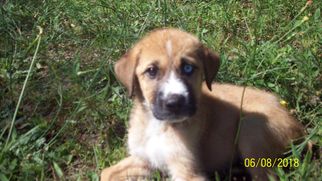 Boxador Dogs for adoption in Crossville, AL, USA