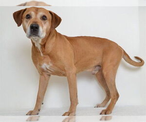 Labrador Retriever-Unknown Mix Dogs for adoption in Oroville, CA, USA