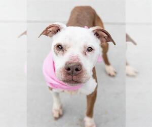 American Pit Bull Terrier-Unknown Mix Dogs for adoption in Tulsa, OK, USA