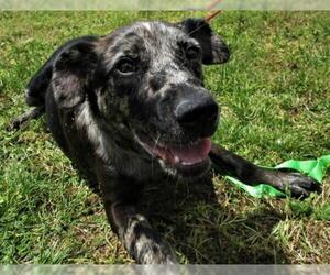 Catahoula Leopard Dog-Unknown Mix Dogs for adoption in Centerton, AR, USA