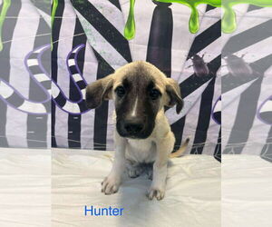 Anatolian Shepherd-Unknown Mix Dogs for adoption in Westwood, NJ, USA