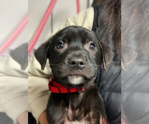 Labrador Retriever-Unknown Mix Dogs for adoption in Lawrenceville, NJ, USA