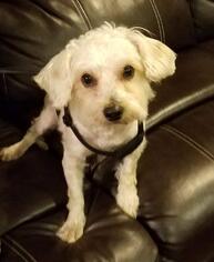 Maltese-Unknown Mix Dogs for adoption in Rochester, MN, USA