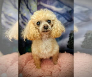 Poodle (Toy) Dogs for adoption in Pacolet, SC, USA
