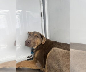 Unknown-Weimaraner Mix Dogs for adoption in Stockton, CA, USA