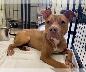 American Pit Bull Terrier-Unknown Mix Dogs for adoption in Rosenberg, TX, USA