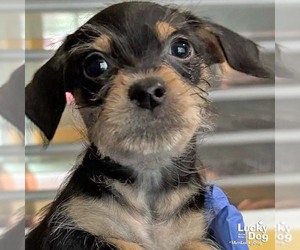 Chihuahua-Unknown Mix Dogs for adoption in Washington, DC, USA