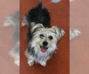 Mutt Dogs for adoption in Thief River Falls, MN, USA
