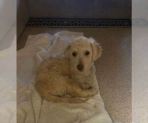 Poodle (Miniature)-Unknown Mix Dogs for adoption in Riverside, CA, USA