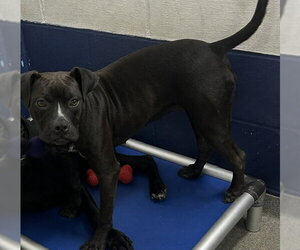 Boxer-Unknown Mix Dogs for adoption in Sterling, MA, USA
