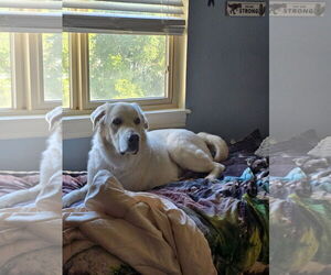 Great Pyrenees Dogs for adoption in Bountiful, UT, USA