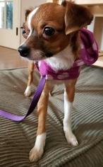 Italian Greyhuahua Dogs for adoption in Bellbrook, OH, USA