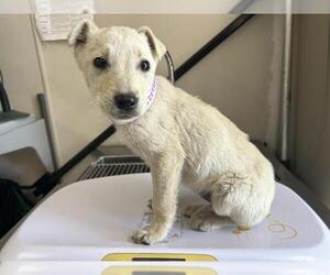 Labrador Retriever-Unknown Mix Dogs for adoption in Visalia, CA, USA