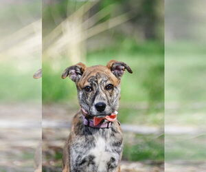 Mutt Dogs for adoption in Sandy, UT, USA