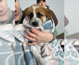 Mutt Dogs for adoption in Brooklyn, NY, USA