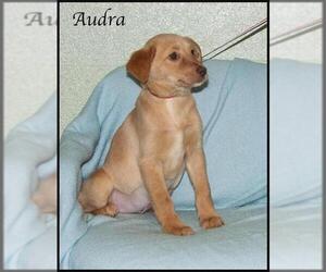 Mutt Dogs for adoption in Ada, OK, USA