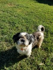 Shih Tzu Dogs for adoption in Pipe Creek, TX, USA