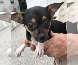 Chiweenie Dogs for adoption in Sparta, TN, USA