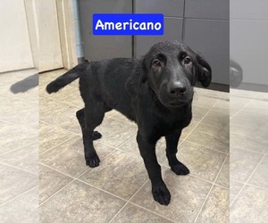 Golden Shepherd Dogs for adoption in Rustburg, VA, USA