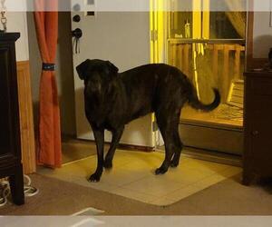 Mastiff Dogs for adoption in San Antonio, TX, USA