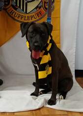 Boxador Dogs for adoption in Trenton, MO, USA