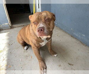 American Pit Bull Terrier-Unknown Mix Dogs for adoption in HESPERIA, CA, USA