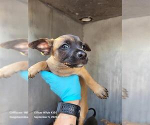 Chihuahua-Unknown Mix Dogs for adoption in San Antonio, TX, USA