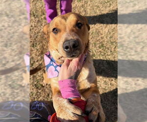 Mutt Dogs for adoption in Tulsa, OK, USA