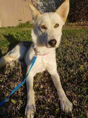 Alaskan Husky-Unknown Mix Dogs for adoption in Sylmar, CA, USA