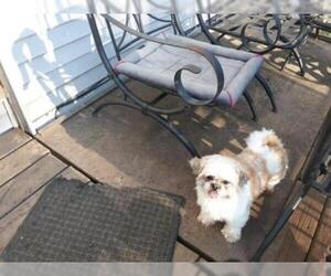 Shih Tzu Dogs for adoption in Glen Haven, WI, USA