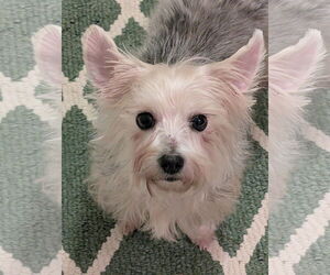 Maltese-Unknown Mix Dogs for adoption in Greensboro, NC, USA