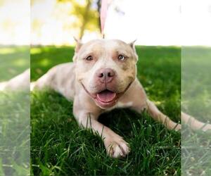American Pit Bull Terrier-Unknown Mix Dogs for adoption in Woodland, CA, USA
