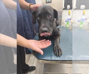 Great Dane-Unknown Mix Dogs for adoption in Mobile, AL, USA