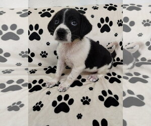 Beagle Dogs for adoption in York, SC, USA