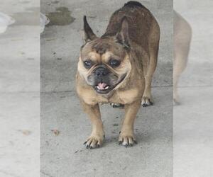 French Bulldog-Unknown Mix Dogs for adoption in San Antonio, TX, USA
