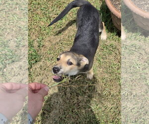 German Shepherd Dog-Unknown Mix Dogs for adoption in The Woodlands, TX, USA
