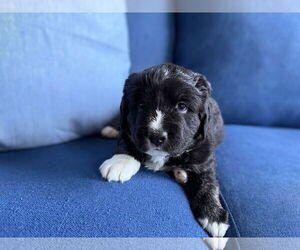 Bernese Mountain Dog-Labrador Retriever Mix Dogs for adoption in Caribou, ME, USA