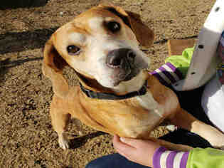 Beagle Dogs for adoption in San Martin, CA, USA