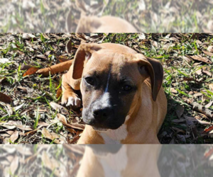 Boxer-Unknown Mix Dogs for adoption in Tampa, FL, USA