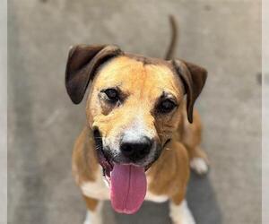 Mutt Dogs for adoption in Tulsa, OK, USA
